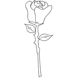 Rosas #29108