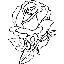 Rosas #29109