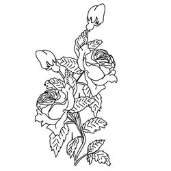 Rosas #29110