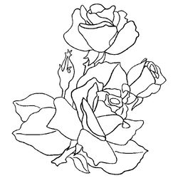 Rosas #29114