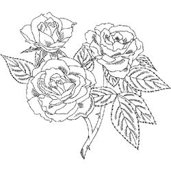 Rosas #29115