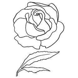Rosas #29117