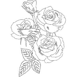 Rosas #29118