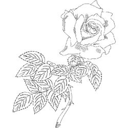 Rosas #29119