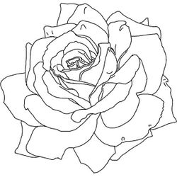 Rosas #29121