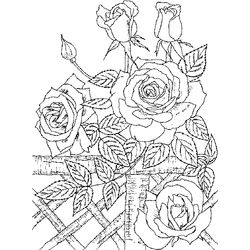 Rosas #29122