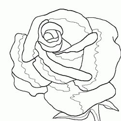 Rosas #29123