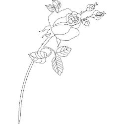 Rosas #29126