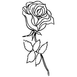 Rosas #29128