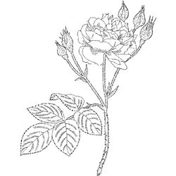 Rosas #29132