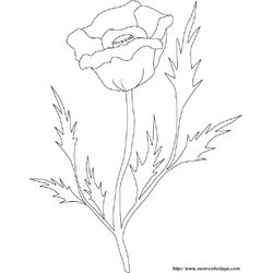 Rosas #29140