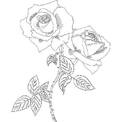 Rosas #29142