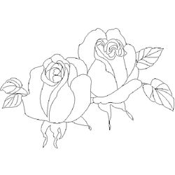 Rosas #29145