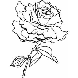 Rosas #29147