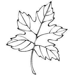 Temporada de Otoño #29766