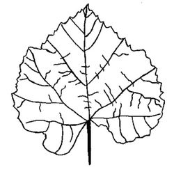 Temporada de Otoño #29800