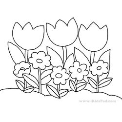 Tulipán #30339
