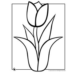 Tulipán #30342