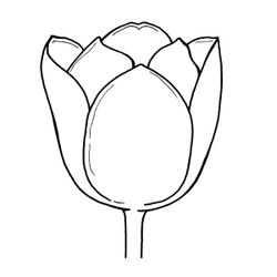Tulipán #30345