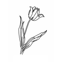 Tulipán #30347