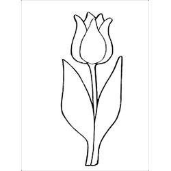 Tulipán #30349