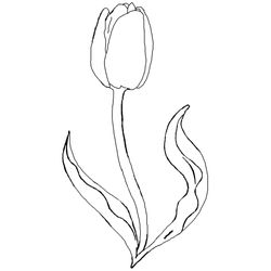 Tulipán #30352