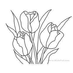 Tulipán #30353