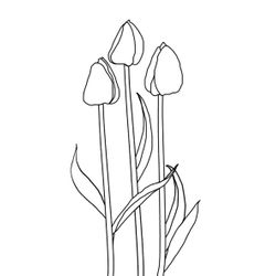 Tulipán #30356