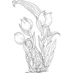 Tulipán #30359