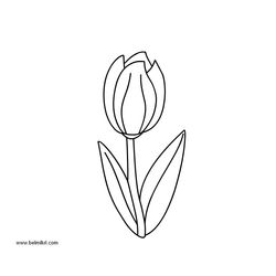 Tulipán #30364