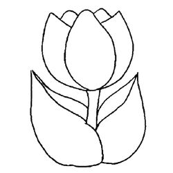 Tulipán #30365
