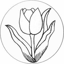 Tulipán #30366