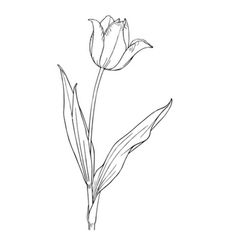 Tulipán #30367