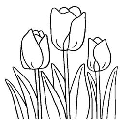 Tulipán #30368