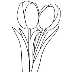 Tulipán #30370