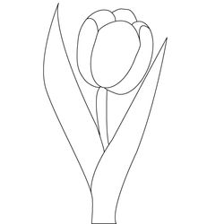 Tulipán #30371