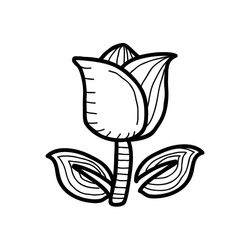 Tulipán #30372