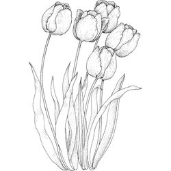 Tulipán #30374