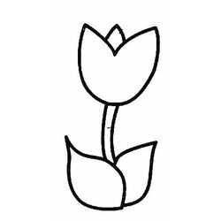 Tulipán #30375
