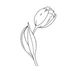 Tulipán #30377