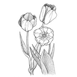 Tulipán #30383