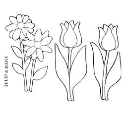 Tulipán #30385