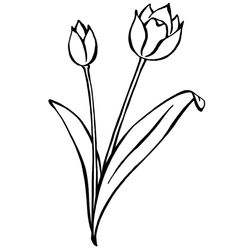 Tulipán #30386