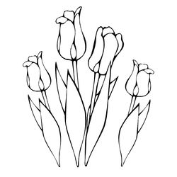 Tulipán #30390