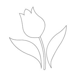 Tulipán #30391