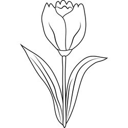 Tulipán #30392
