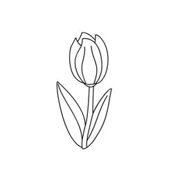Tulipán #30393