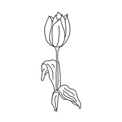 Tulipán #30394