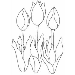 Tulipán #30396