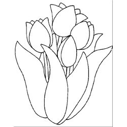 Tulipán #30398